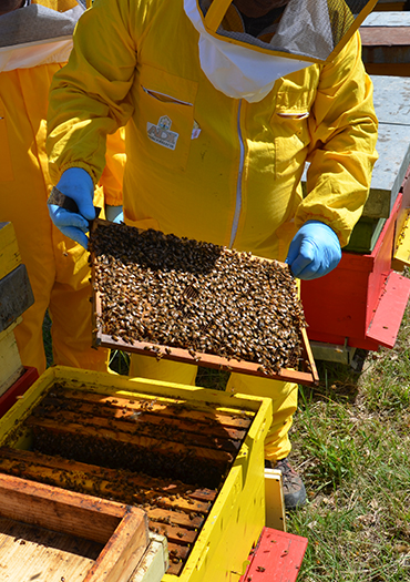 Bee Keeper